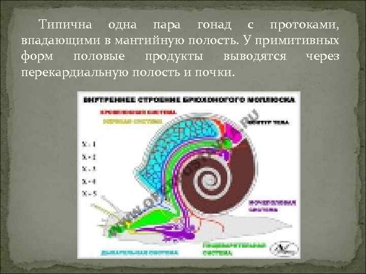 Типична одна пара гонад с протоками, впадающими в мантийную полость. У примитивных форм половые