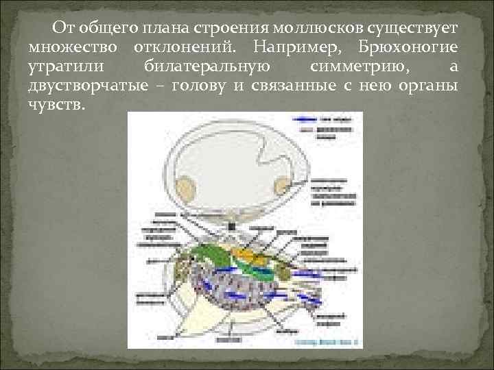 От общего плана строения моллюсков существует множество отклонений. Например, Брюхоногие утратили билатеральную симметрию, а