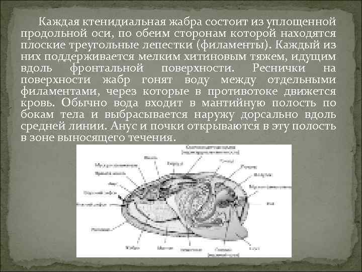 Каждая ктенидиальная жабра состоит из уплощенной продольной оси, по обеим сторонам которой находятся плоские