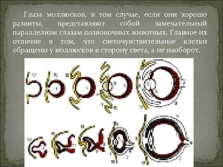 Глаза моллюсков, в том случае, если они хорошо развиты, представляют собой замечательный параллелизм глазам