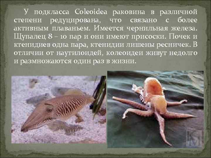 У представителей какого класса моллюсков раковина редуцирована. Раковина редуцирована. Подкласс Coleoidea. Колеоидеи. Редуцированная раковина у моллюсков. Раковина редуцирована у кого из моллюсков.