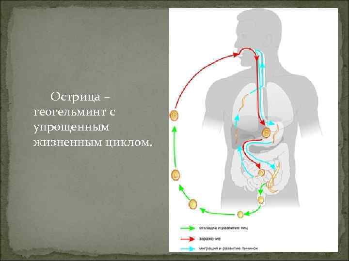 Острица – геогельминт с упрощенным жизненным циклом. 