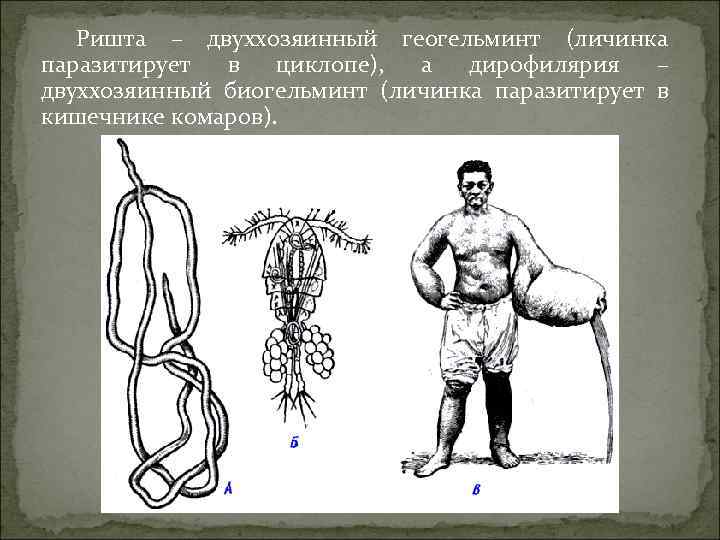 Ришта – двуххозяинный геогельминт (личинка паразитирует в циклопе), а дирофилярия – двуххозяинный биогельминт (личинка