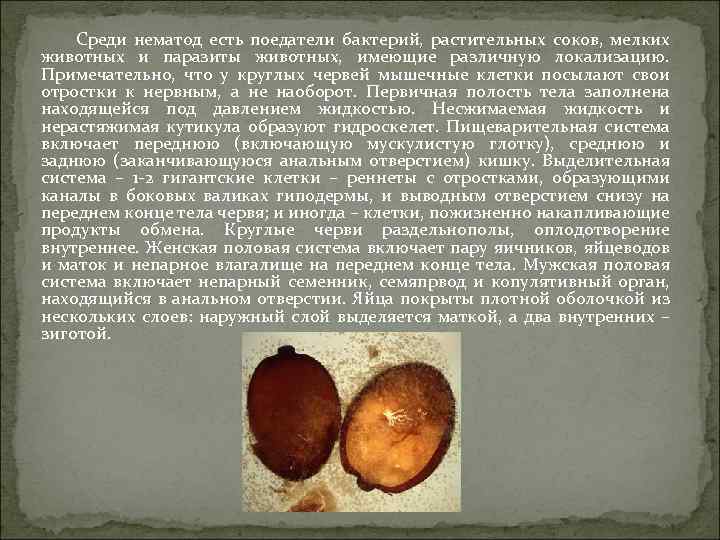 Среди нематод есть поедатели бактерий, растительных соков, мелких животных и паразиты животных, имеющие различную