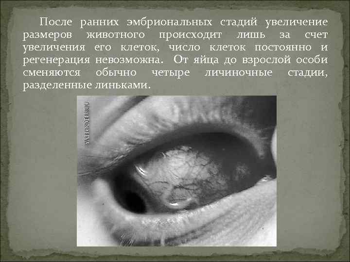 После ранних эмбриональных стадий увеличение размеров животного происходит лишь за счет увеличения его клеток,