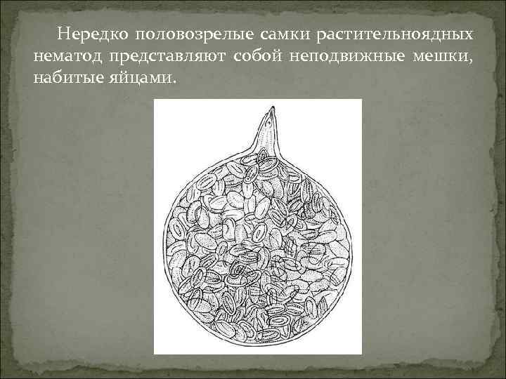 Нередко половозрелые самки растительноядных нематод представляют собой неподвижные мешки, набитые яйцами. 