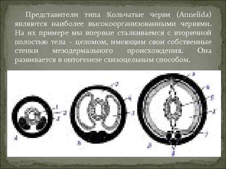 Вторичная полость тела кольчатых червей. Формирование целома у кольчатых червей. Строение целома кольчатых червей. Образование вторичной полости у кольчатых червей. Развитие целома у аннелид.