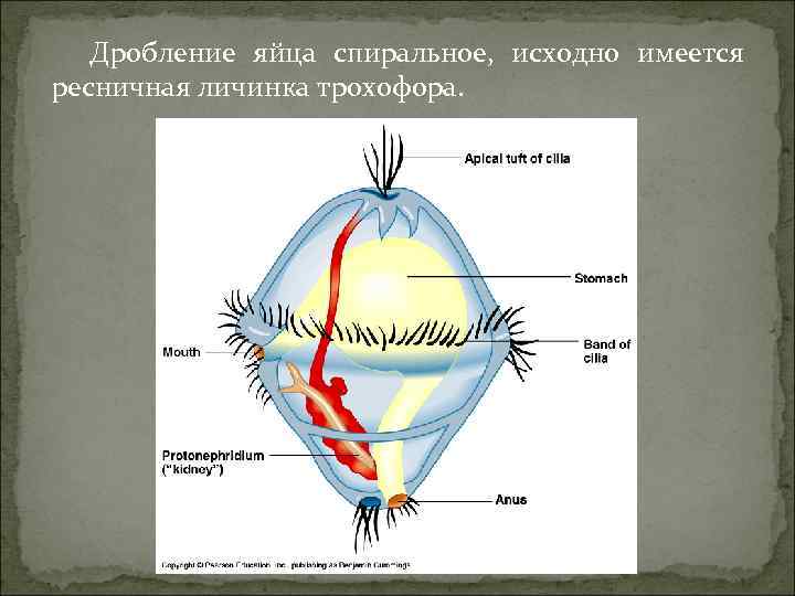 Дробление яйца спиральное, исходно имеется ресничная личинка трохофора. 