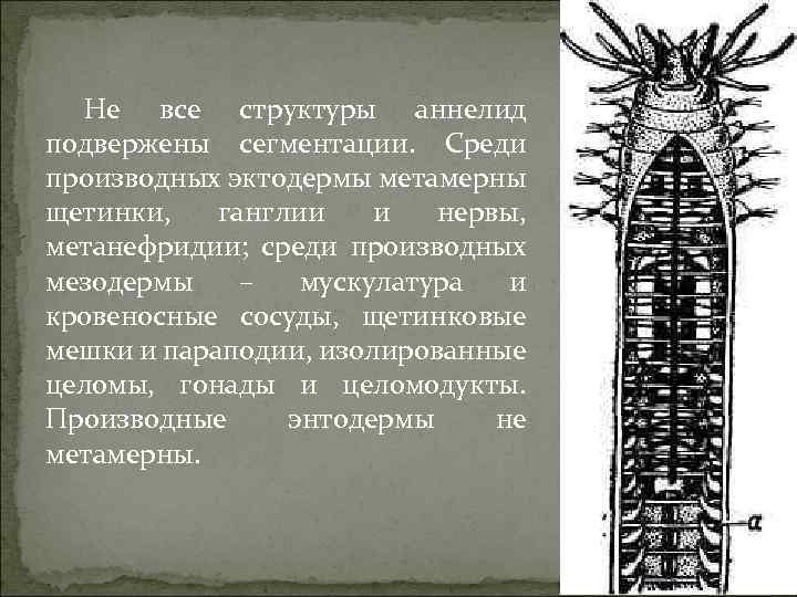 Не все структуры аннелид подвержены сегментации. Среди производных эктодермы метамерны щетинки, ганглии и нервы,