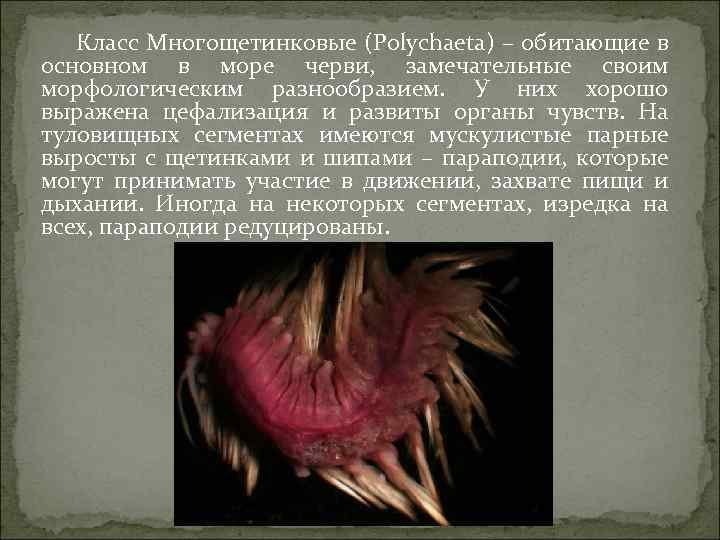 Класс Многощетинковые (Polychaeta) – обитающие в основном в море черви, замечательные своим морфологическим разнообразием.