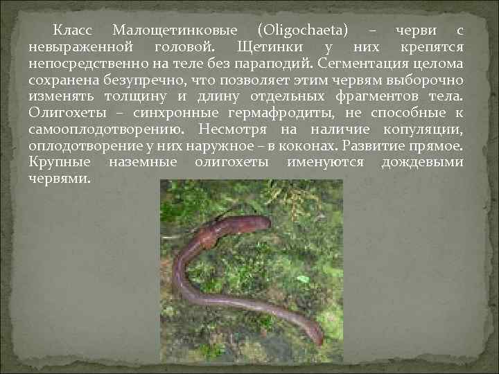Класс Малощетинковые (Oligochaeta) – черви с невыраженной головой. Щетинки у них крепятся непосредственно на