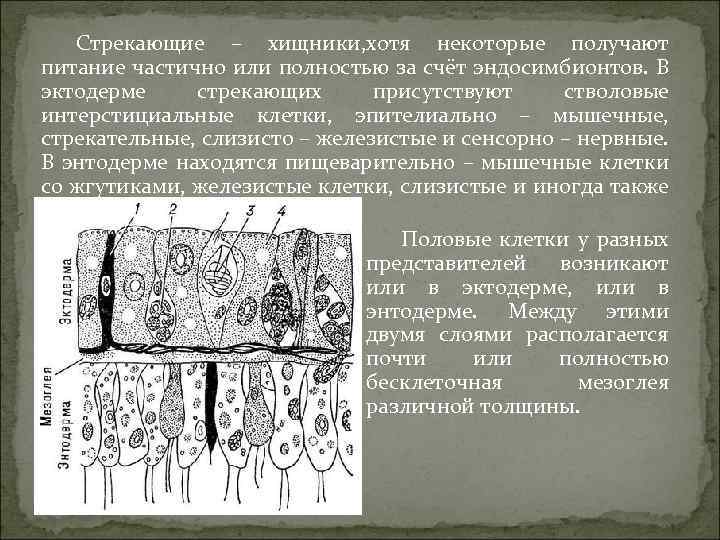 Стрекающие – хищники, хотя некоторые получают питание частично или полностью за счёт эндосимбионтов. В