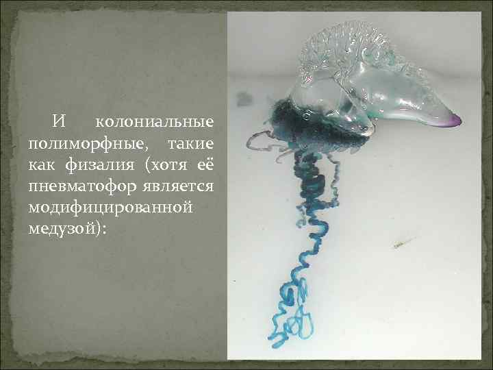 И колониальные полиморфные, такие как физалия (хотя её пневматофор является модифицированной медузой): 