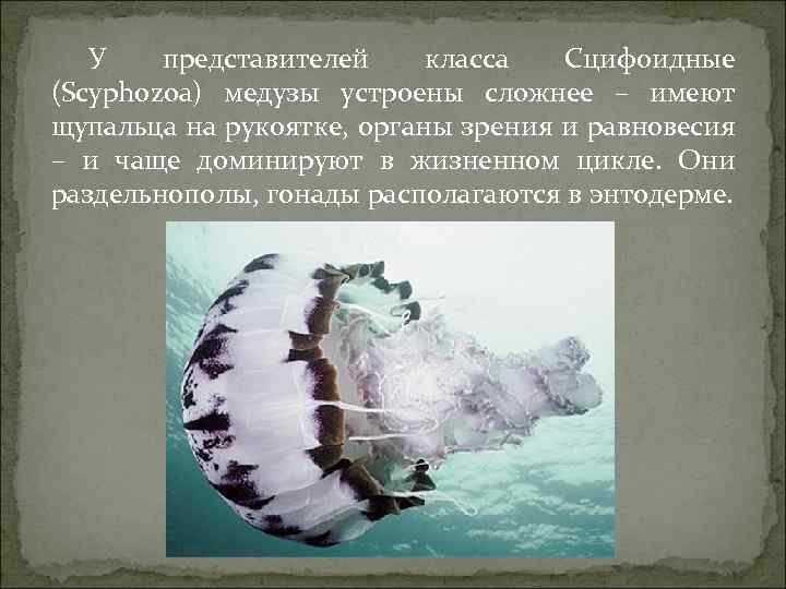 У представителей класса Сцифоидные (Scyphozoa) медузы устроены сложнее – имеют щупальца на рукоятке, органы