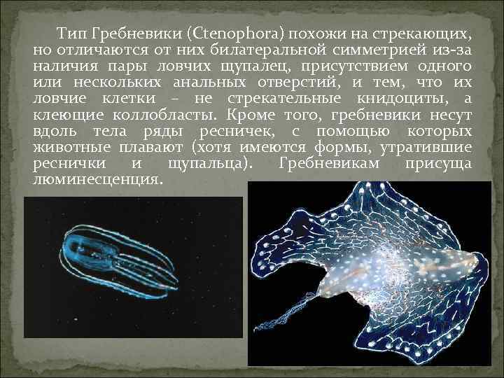 Тип Гребневики (Ctenophora) похожи на стрекающих, но отличаются от них билатеральной симметрией из-за наличия