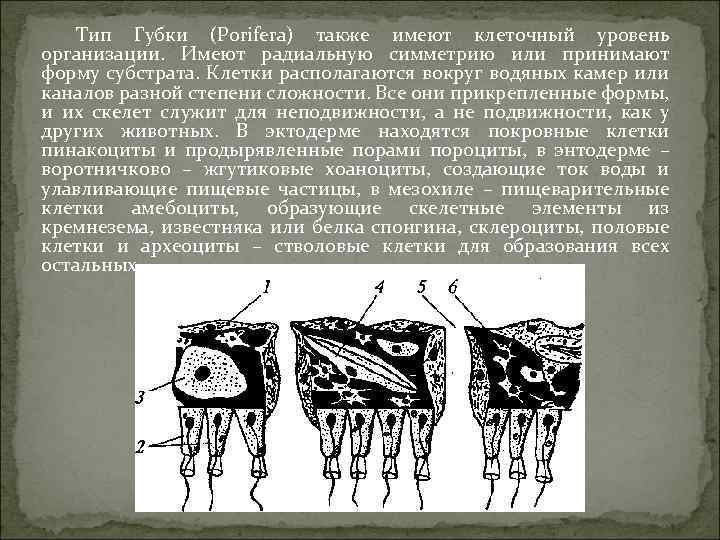 Тип Губки (Porifera) также имеют клеточный уровень организации. Имеют радиальную симметрию или принимают форму