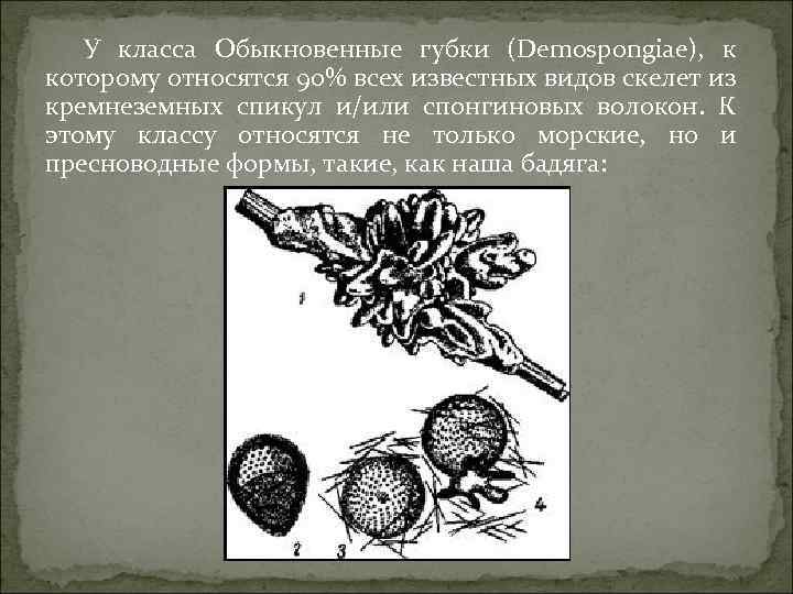 У класса Обыкновенные губки (Demospongiae), к которому относятся 90% всех известных видов скелет из
