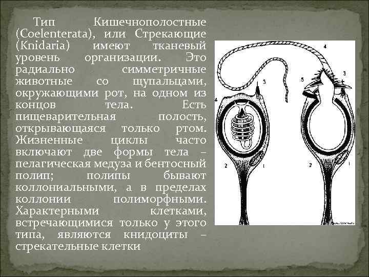 Тип Кишечнополостные (Coelenterata), или Стрекающие (Knidaria) имеют тканевый уровень организации. Это радиально симметричные животные