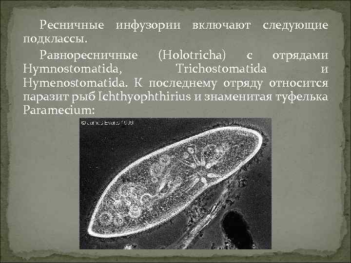 Образ жизни инфузорий