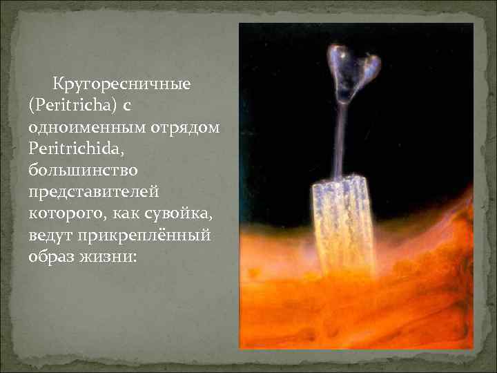 Кругоресничные (Peritricha) с одноименным отрядом Peritrichida, большинство представителей которого, как сувойка, ведут прикреплённый образ