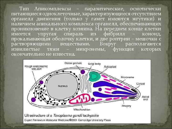 Тип Апикомплексы – паразитические, осмотически питающиеся одноклеточные, характеризующиеся отсутствием органелл движения (только у гамет