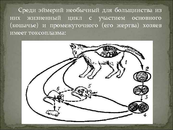 Рассмотрите рисунки 1 3 на которых изображены головка членник и общий вид паразитического червя