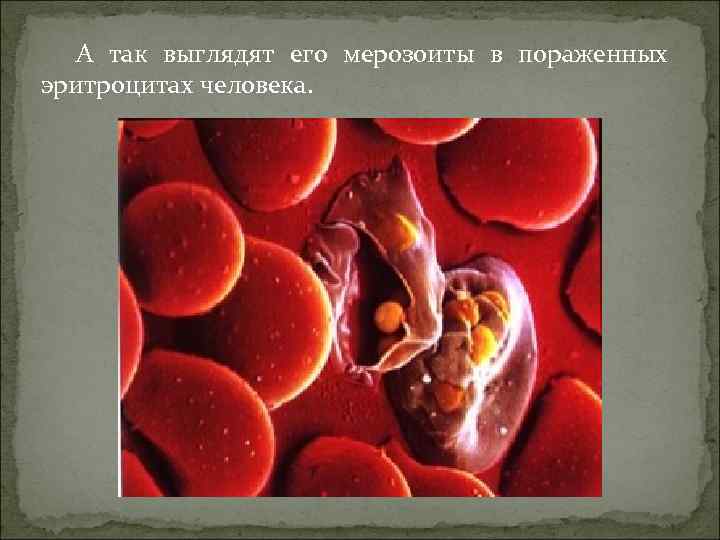 А так выглядят его мерозоиты в пораженных эритроцитах человека. 