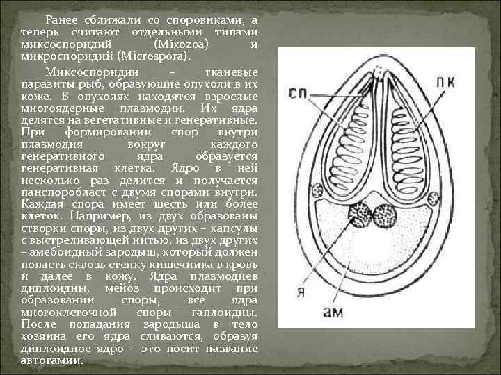 Ранее сближали со споровиками, а теперь считают отдельными типами микcоспоридий (Mixozoa) и микроспоридий (Microspora).