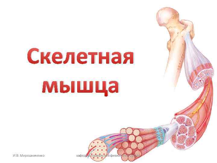 Скелетная мышца И. В. Мирошниченко кафедра нормальной физиологии Ор. ГМА 