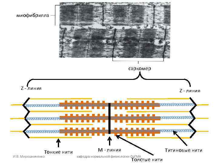 миофибрилла саркомер Z - линия Тонкие нити И. В. Мирошниченко М - линия Титиновые