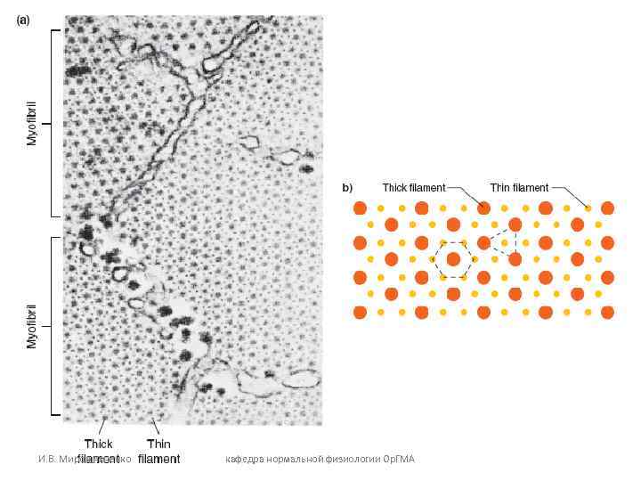 И. В. Мирошниченко кафедра нормальной физиологии Ор. ГМА 