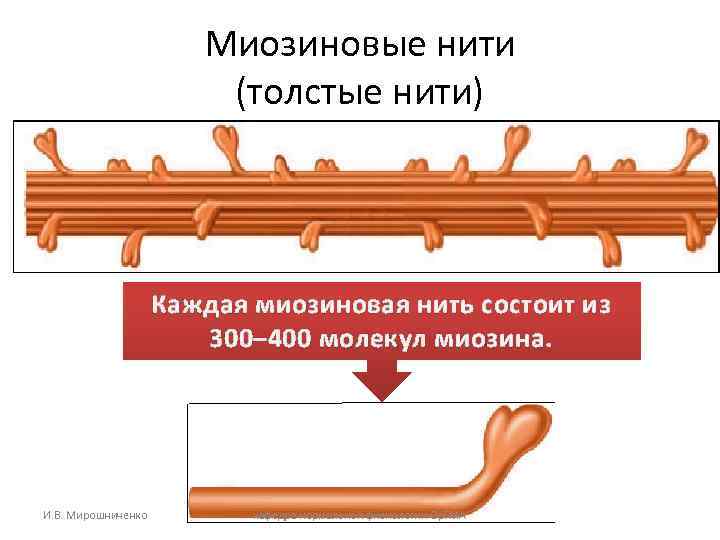 Миозиновые нити (толстые нити) Каждая миозиновая нить состоит из 300– 400 молекул миозина. И.