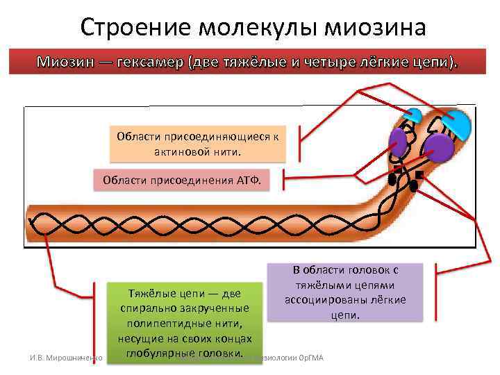 Строение молекулы миозина Миозин — гексaмер (две тяжёлые и четыре лёгкие цепи). Области присоединяющиеся