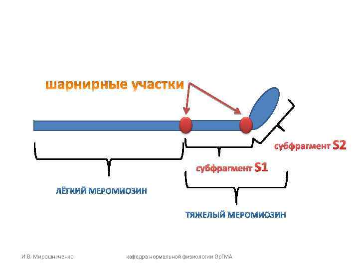 субфрагмент S 2 субфрагмент S 1 И. В. Мирошниченко кафедра нормальной физиологии Ор. ГМА