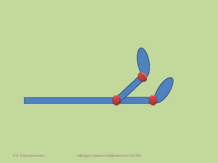 И. В. Мирошниченко кафедра нормальной физиологии Ор. ГМА 