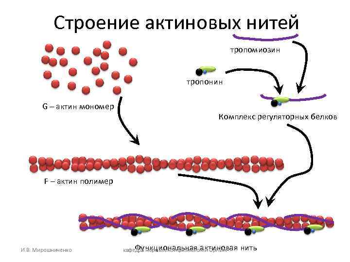 Строение актиновых нитей тропомиозин тропонин G – актин мономер Комплекс регуляторных белков F –