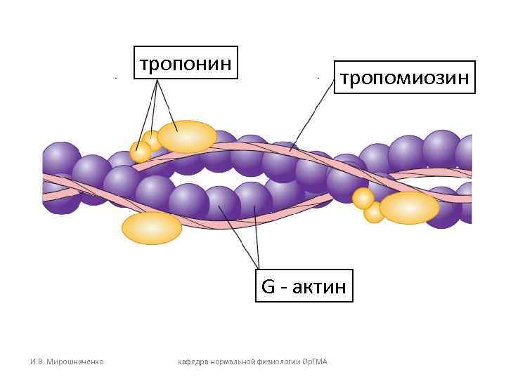 тропонин тропомиозин G - актин И. В. Мирошниченко кафедра нормальной физиологии Ор. ГМА 