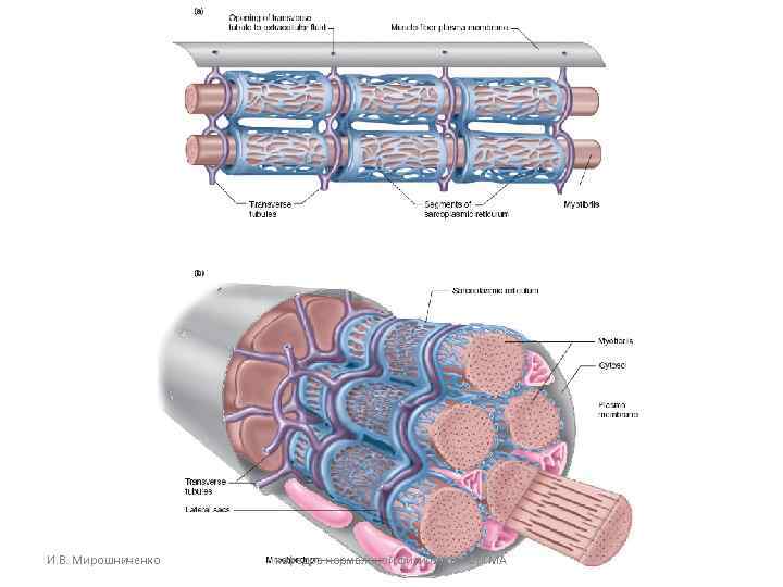 И. В. Мирошниченко кафедра нормальной физиологии Ор. ГМА 