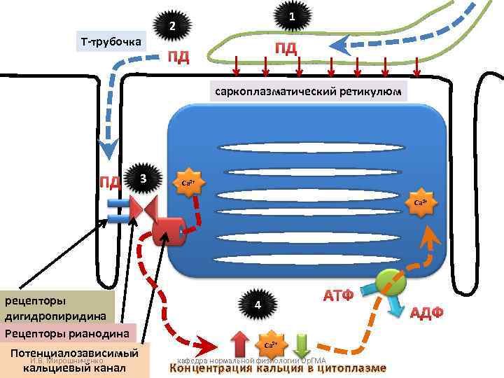 1 2 Т-трубочка ПД ПД саркоплазматический ретикулюм ПД 3 Са 2+ рецепторы дигидропиридина Рецепторы