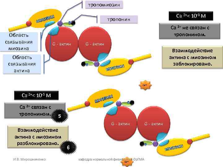 тропомиозин н иози м Область связывания миозина Са 2+< 10 -9 M тропонин Са