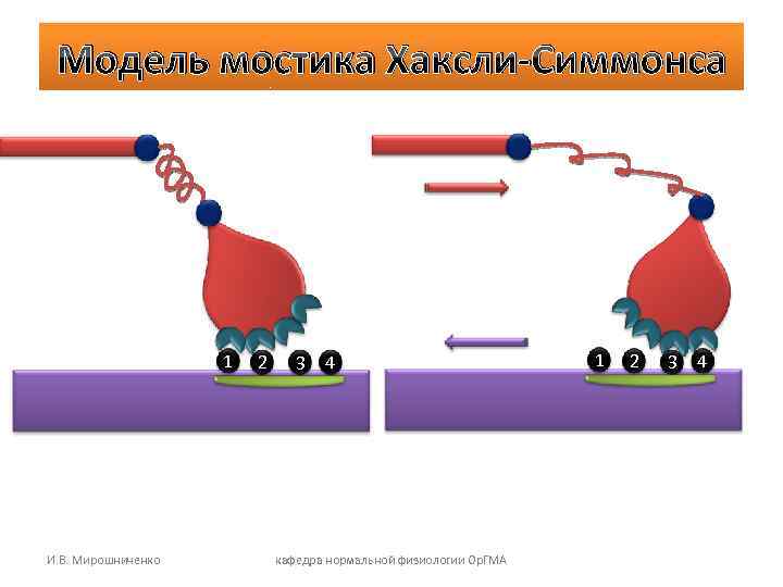 Модель мостика Хаксли-Симмонса 1 И. В. Мирошниченко 2 3 4 кафедра нормальной физиологии Ор.