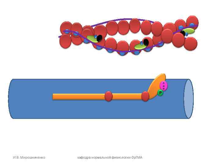 Р И. В. Мирошниченко кафедра нормальной физиологии Ор. ГМА А Д Ф 