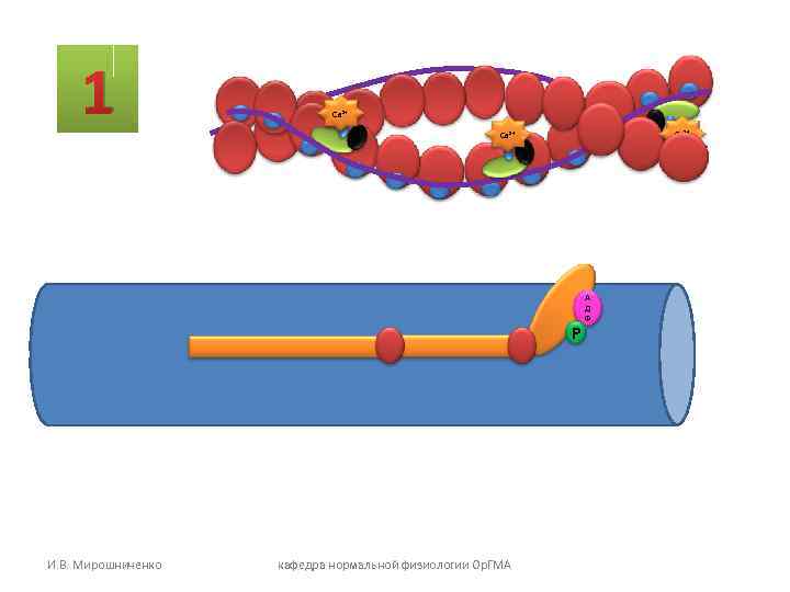 1 Са 2+ Р И. В. Мирошниченко кафедра нормальной физиологии Ор. ГМА А Д