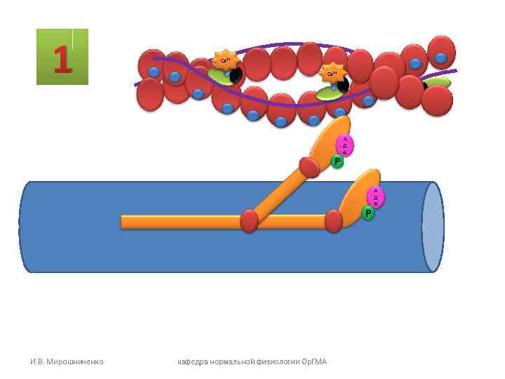 1 Са 2+ Р А Д Ф Р И. В. Мирошниченко кафедра нормальной физиологии
