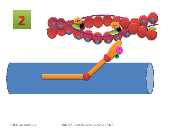 2 Са 2+ Р И. В. Мирошниченко кафедра нормальной физиологии Ор. ГМА А Д