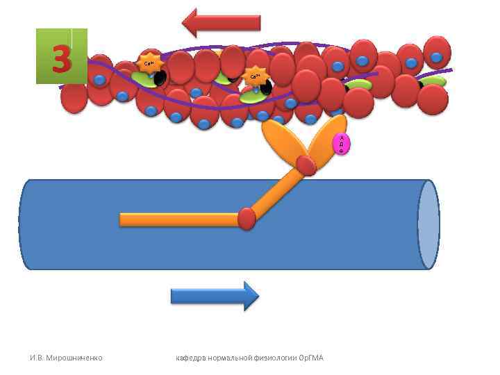 3 Са 2+ Са 2+ А Д Ф И. В. Мирошниченко кафедра нормальной физиологии