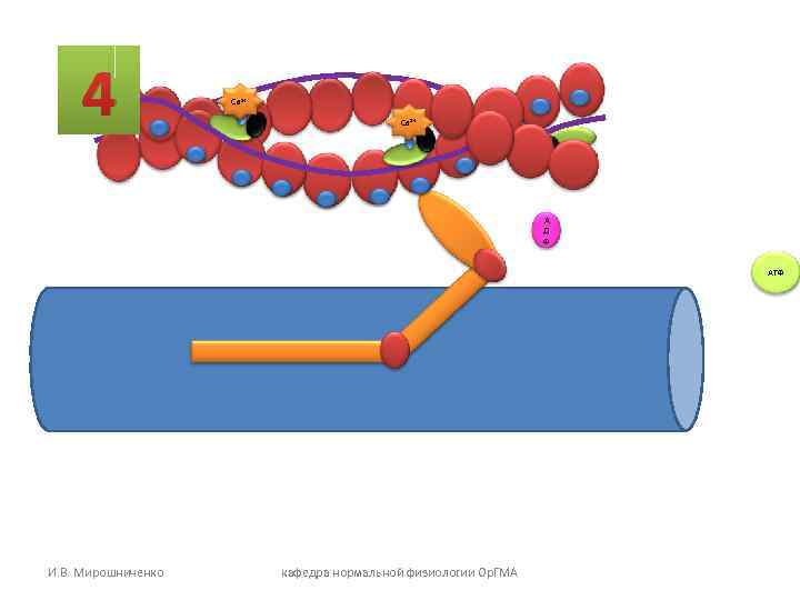 4 Са 2+ А Д Ф АТФ И. В. Мирошниченко кафедра нормальной физиологии Ор.