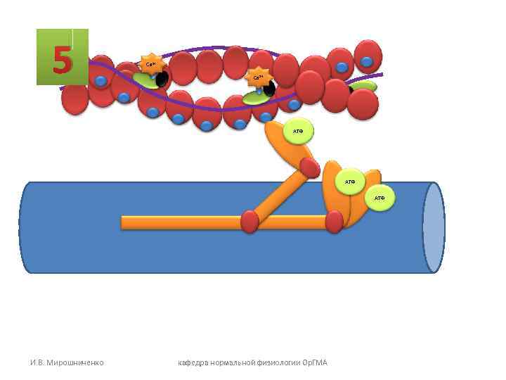 5 Са 2+ АТФ АТФ И. В. Мирошниченко кафедра нормальной физиологии Ор. ГМА 