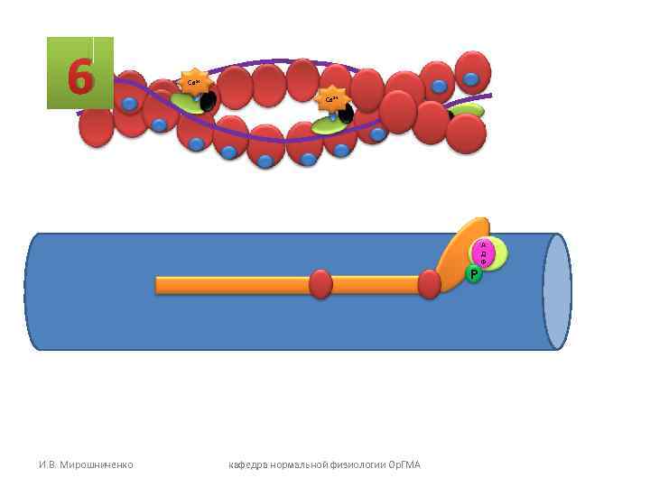 6 Са 2+ Р И. В. Мирошниченко кафедра нормальной физиологии Ор. ГМА А Д