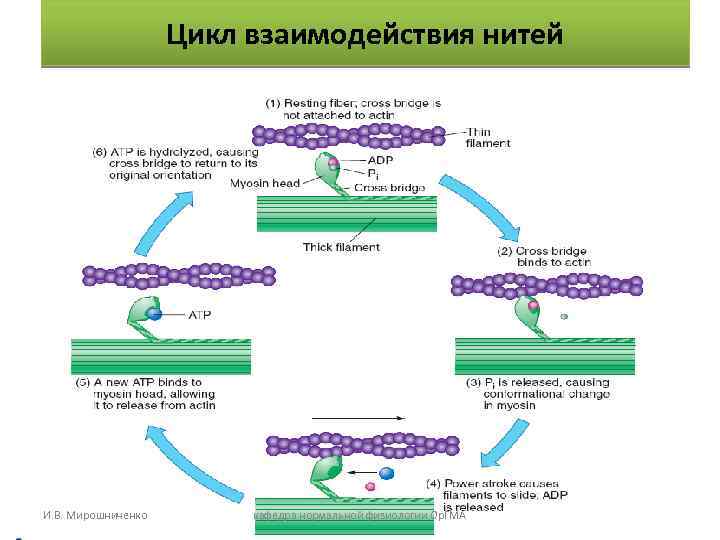 Цикл взаимодействия нитей И. В. Мирошниченко кафедра нормальной физиологии Ор. ГМА 